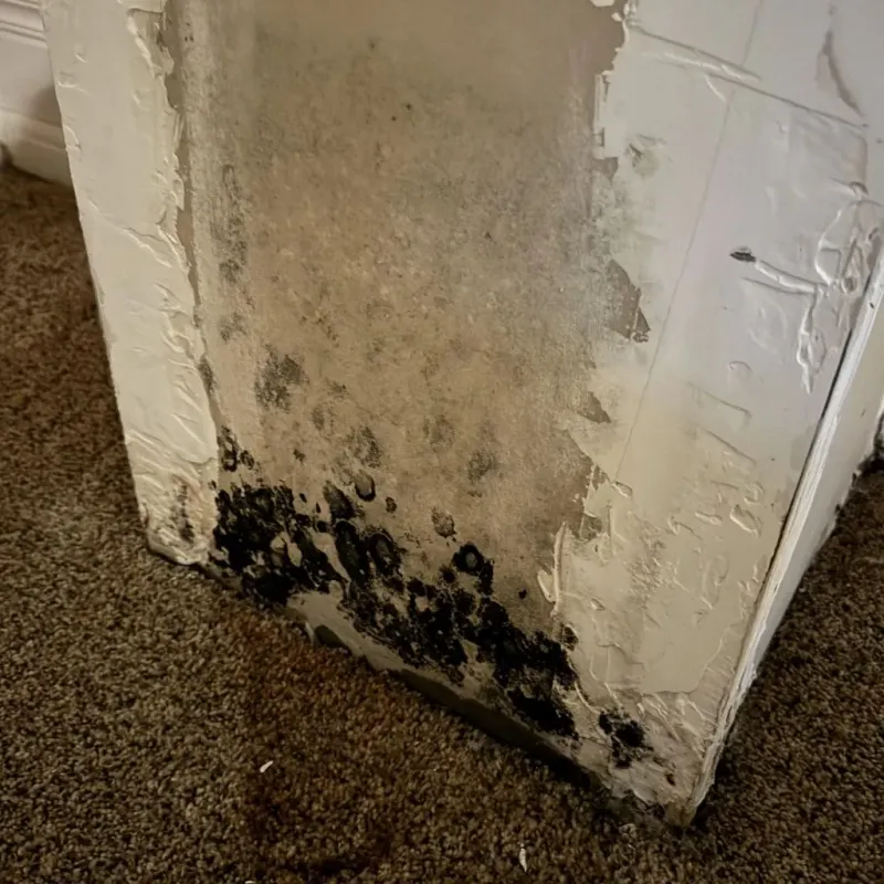 Professional Mold Removal in Greenville, TX